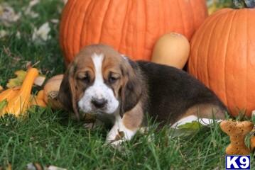 Basset Hound Puppies for Sale